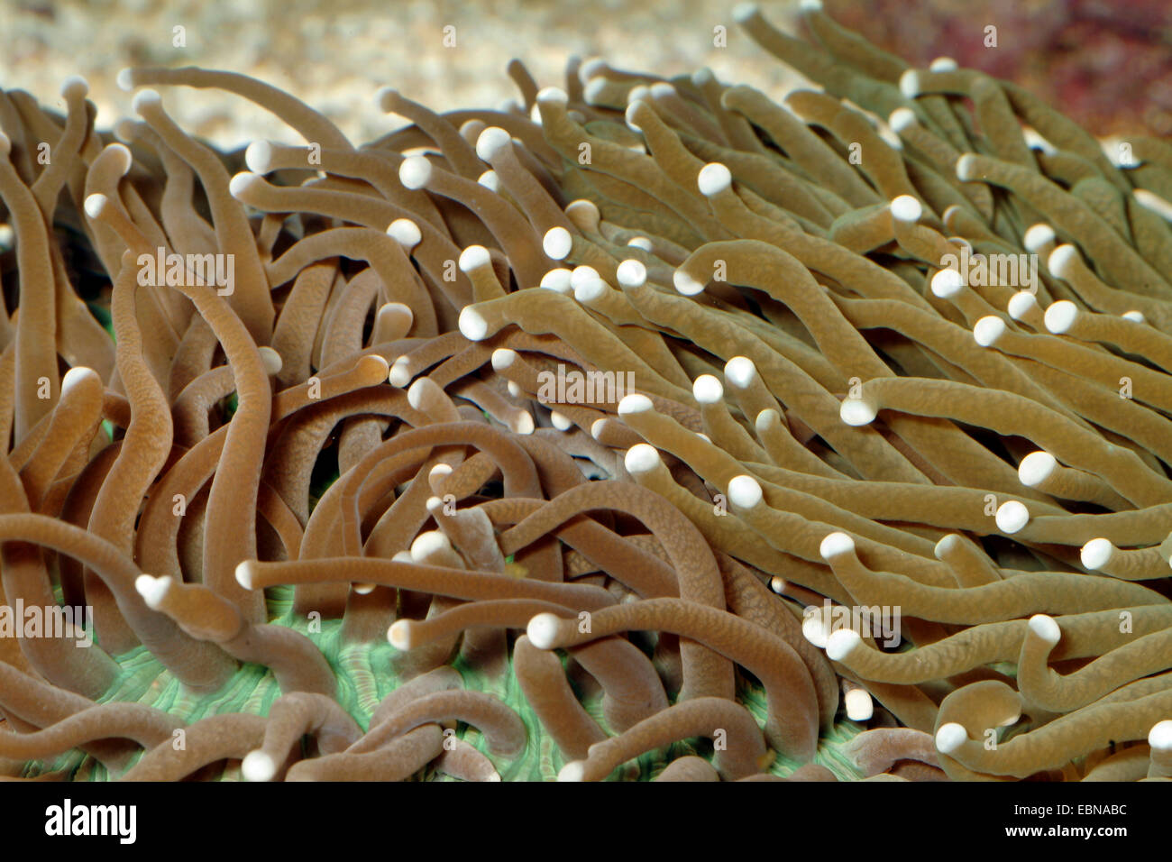 Lange Tentakel Platte Coral (Heliofungia Actiniformis), Detailansicht der Tentakel Stockfoto