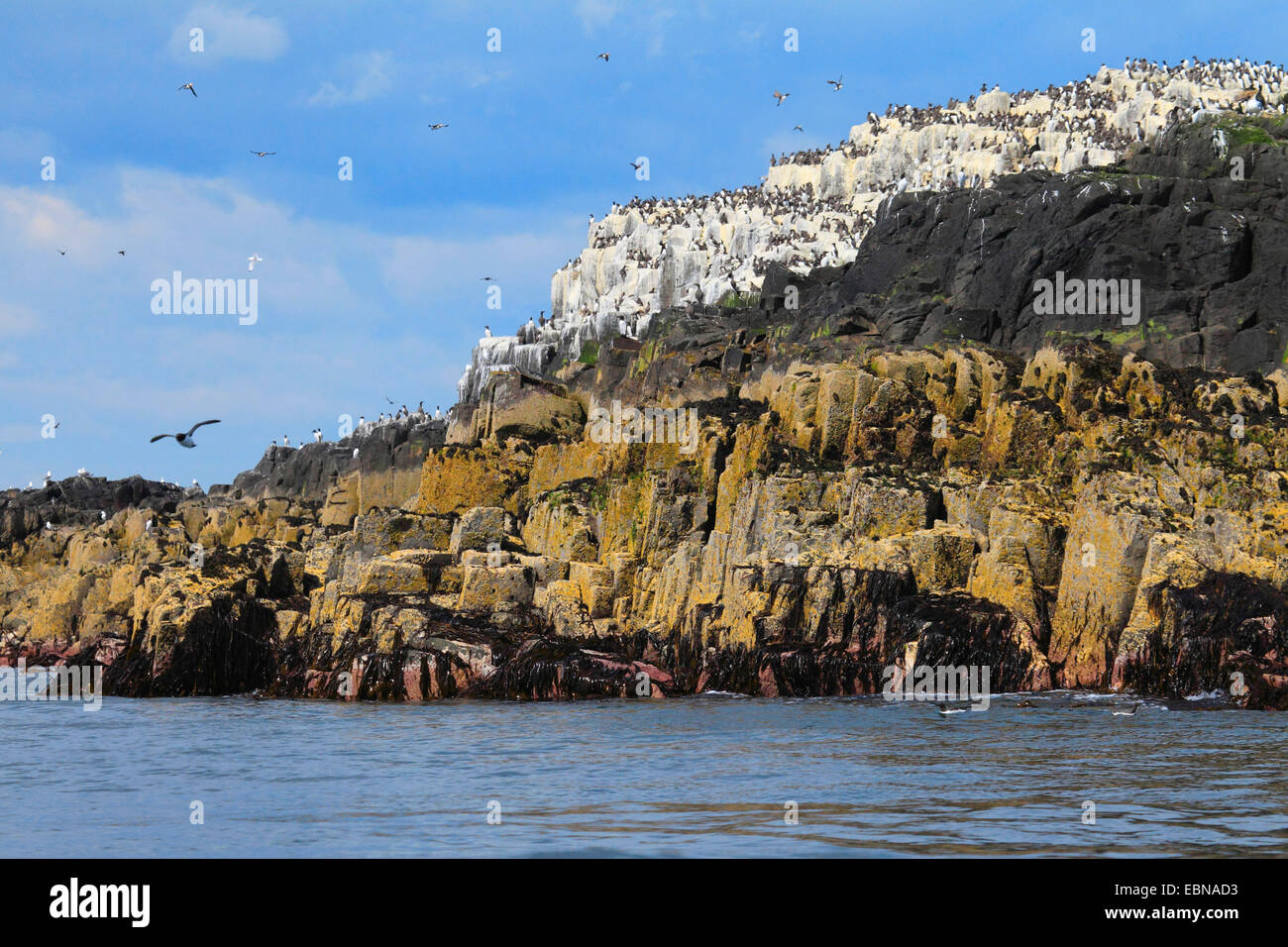 Verschachtelung Kolonie an der Küste der Farne Islands, Vereinigtes Königreich, England, Farne Islands Stockfoto