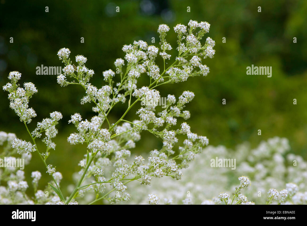 Dittander, ausdauernde Kresse, breit-Blatt Pfeffer-Grass (Lepidium Latifolium), blühen, Deutschland Stockfoto