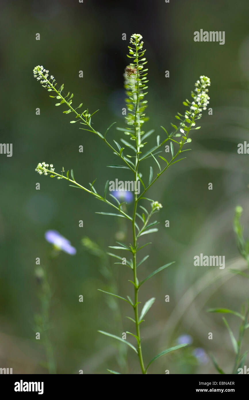 Amerikanische Feldkresse, armen Mannes Feldkresse (Lepidium Virginicum), blühen, Deutschland Stockfoto