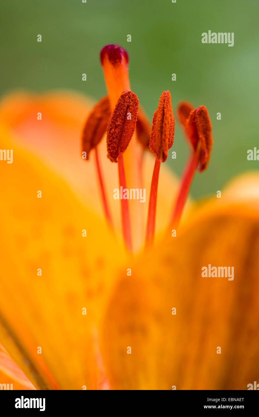 Orange Lilie (Lilium Bulbiferum), Makroaufnahme der Staubblätter und Narbe, Deutschland Stockfoto