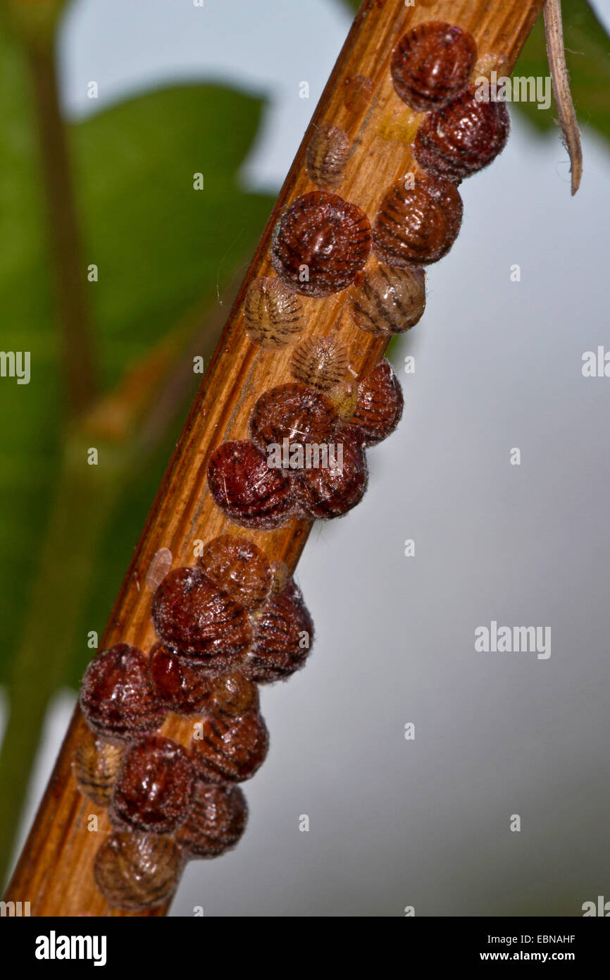 Braun Elm Skala, Europäische Frucht Lecanium (Parthenolecanium Corni), Frauen saugen an Weinrebe Stockfoto