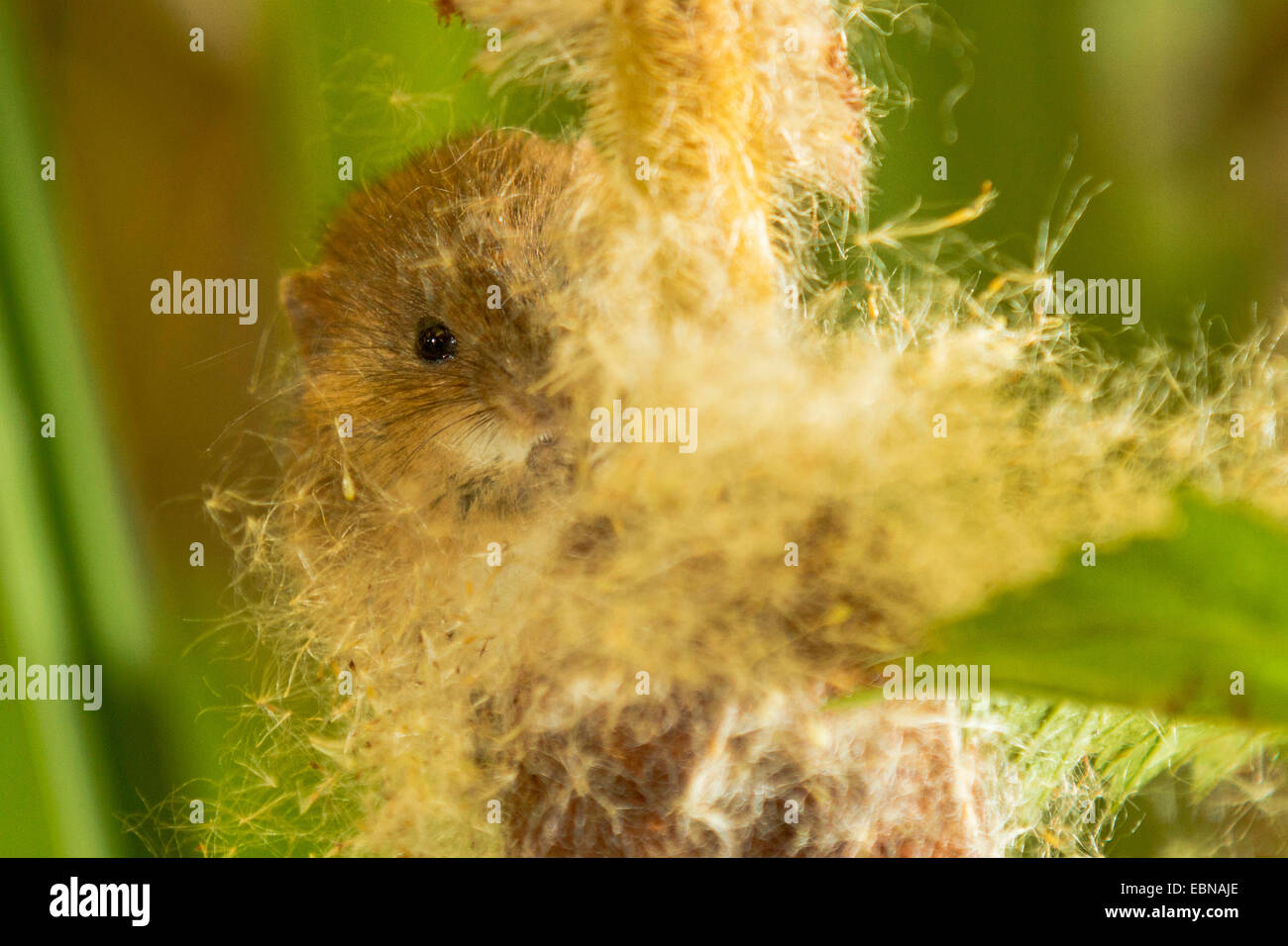 Alten Welt Zwergmaus (Micromys Minutus), Katze-Tail Fütterung Samen sitzen Stockfoto