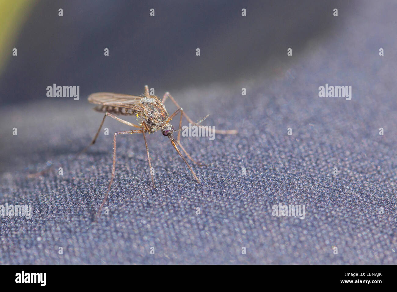 Mücken, Stechmücken (Culicidae), Weiblich, die versuchen, sich über Kleidung mit seinen Rüssel, Varzuga, Varzuga Fluss, Kola, Russland Stockfoto