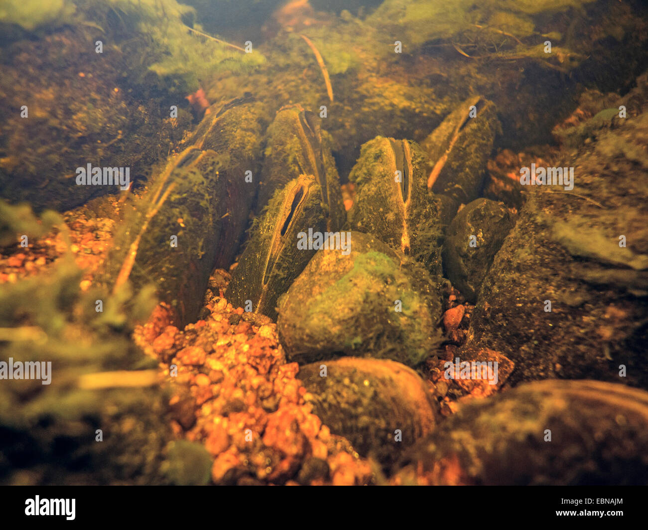 Süßwasser Perle Muschel (schottische Flussperlmuschel), östliche Pearlshell (Margaritifera Margaritifera), Kolonie in einem Flussbett, Russland, Karelien, Keret Fluss Stockfoto