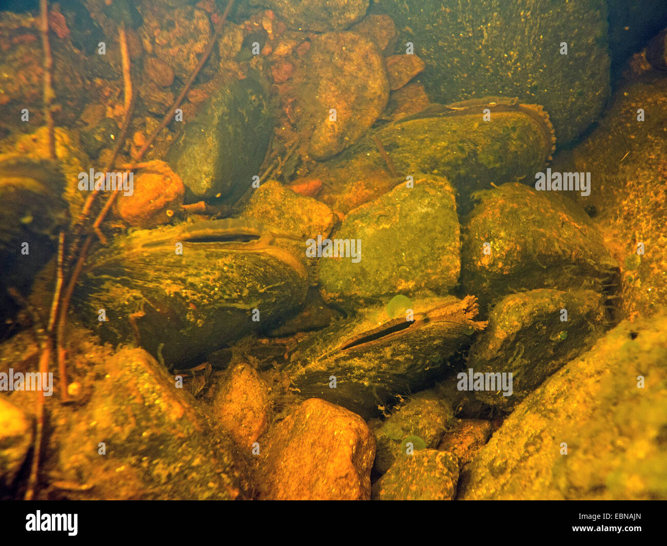 Süßwasser Perle Muschel (schottische Flussperlmuschel), östliche Pearlshell (Margaritifera Margaritifera), Kolonie in einem Flussbett, Russland, Karelien, Keret Fluss Stockfoto