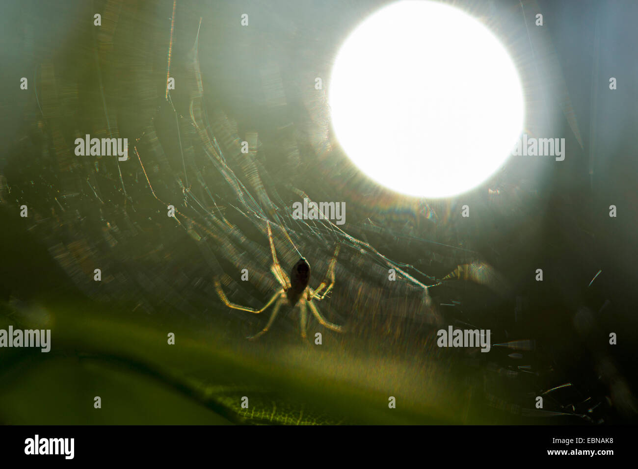 Spinne im Netz bei Gegenlicht, Deutschland Stockfoto