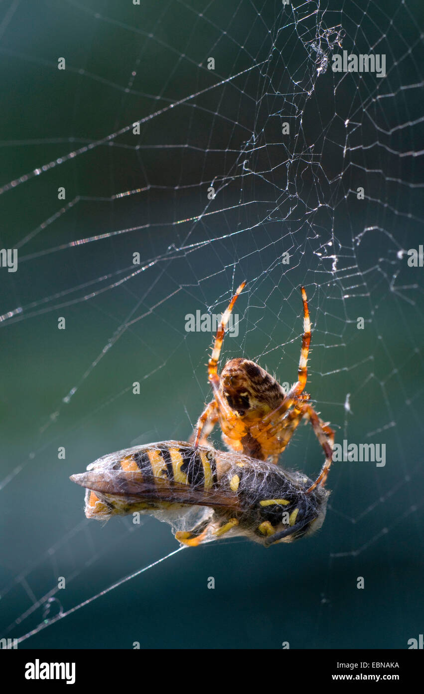 überqueren Sie Orbweaver, Europäische Kreuzspinne Kreuz Spinne (Araneus Diadematus), Garten Sie-Spinne mit Beute, Großbritannien, Schottland, Cairngorm National Park Stockfoto