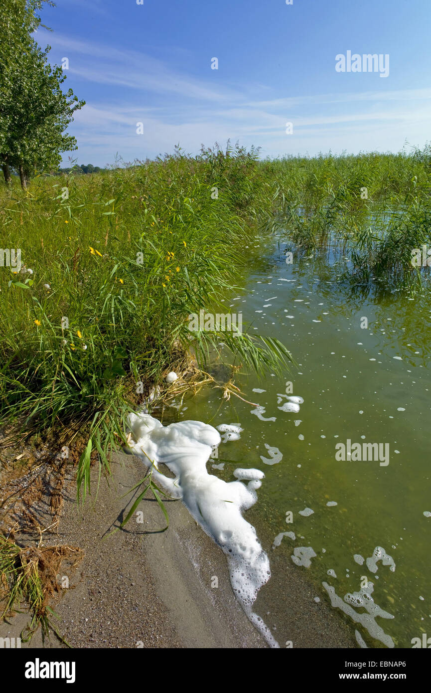 weißer Schaum am Ufer der Lagune Achterwasser, Deutschland, Mecklenburg-Vorpommern, Usedom, Gnitz Stockfoto