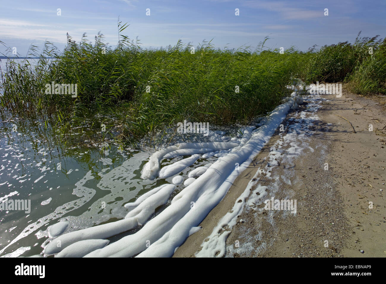 weißer Schaum am Ufer der Lagune Achterwasser, Deutschland, Mecklenburg-Vorpommern, Usedom, Gnitz Stockfoto