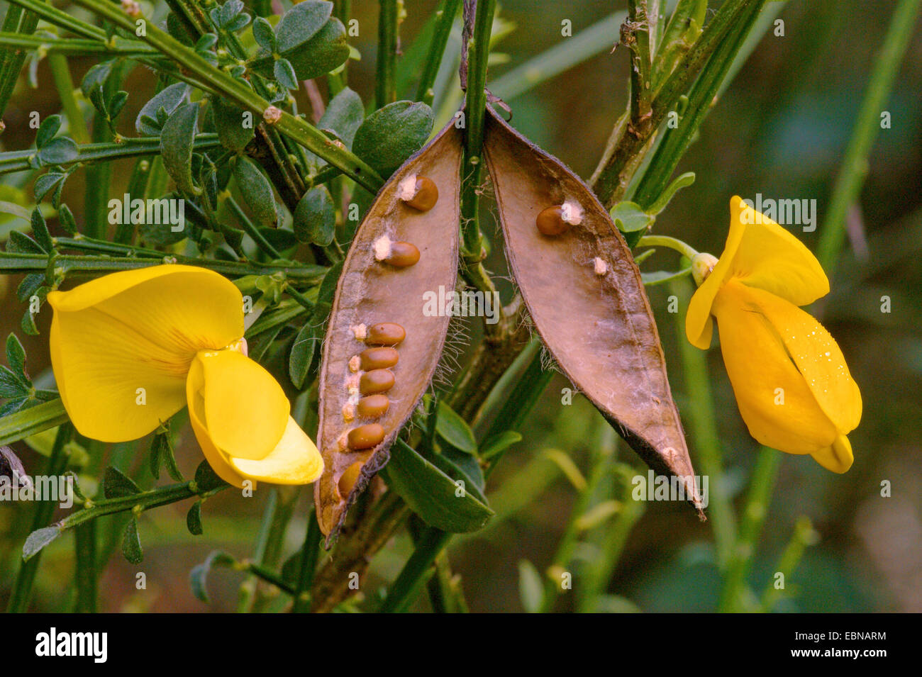 Scotch-Ginster (Cytisus Scoparius Sarothamnus Scoparius), mit Blumen- und offene Hülse, Deutschland, Nordrhein-Westfalen Stockfoto