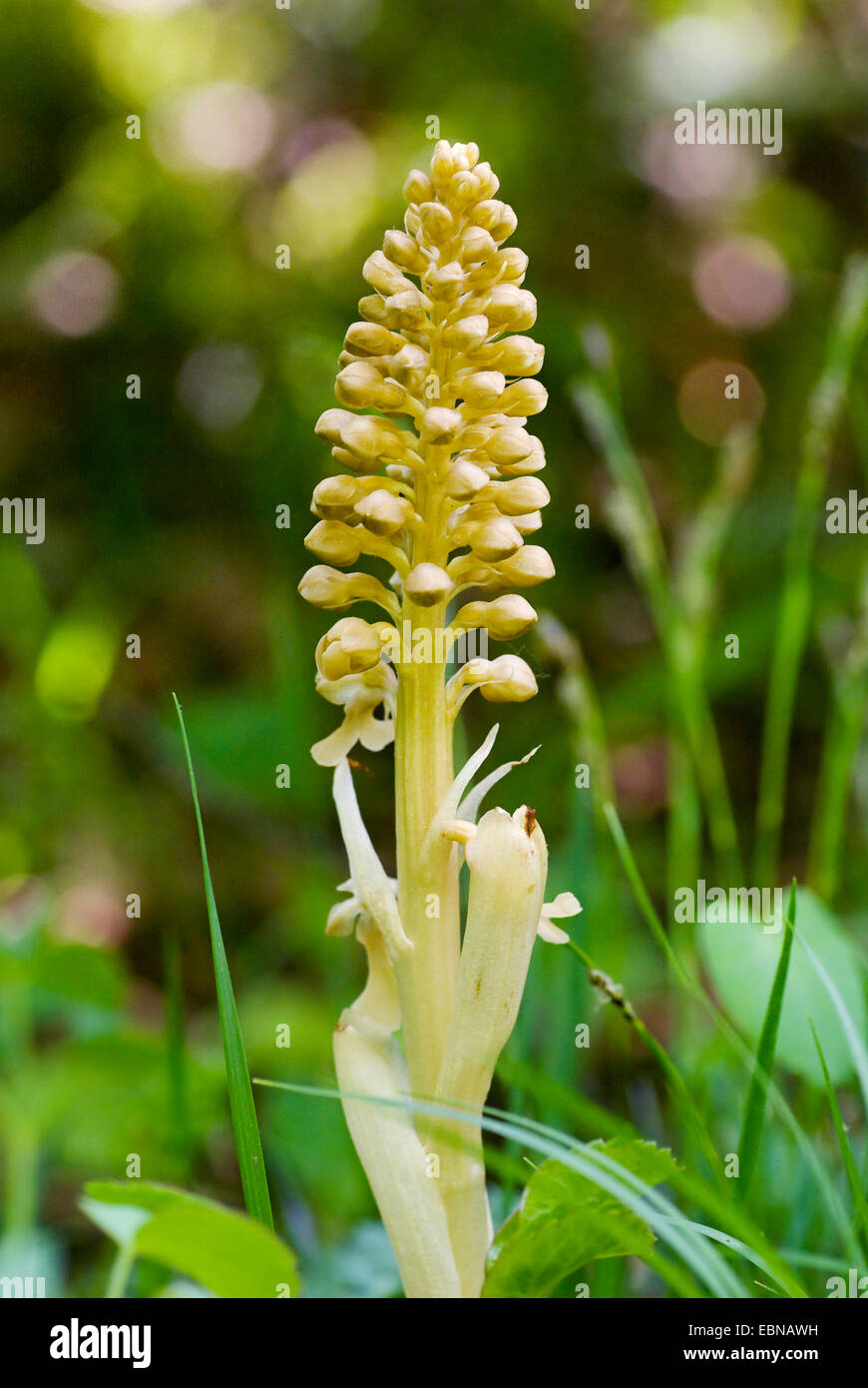 Vogelnest-Orchidee (Neottia Nidus-Avis), blühen, Schweiz Stockfoto