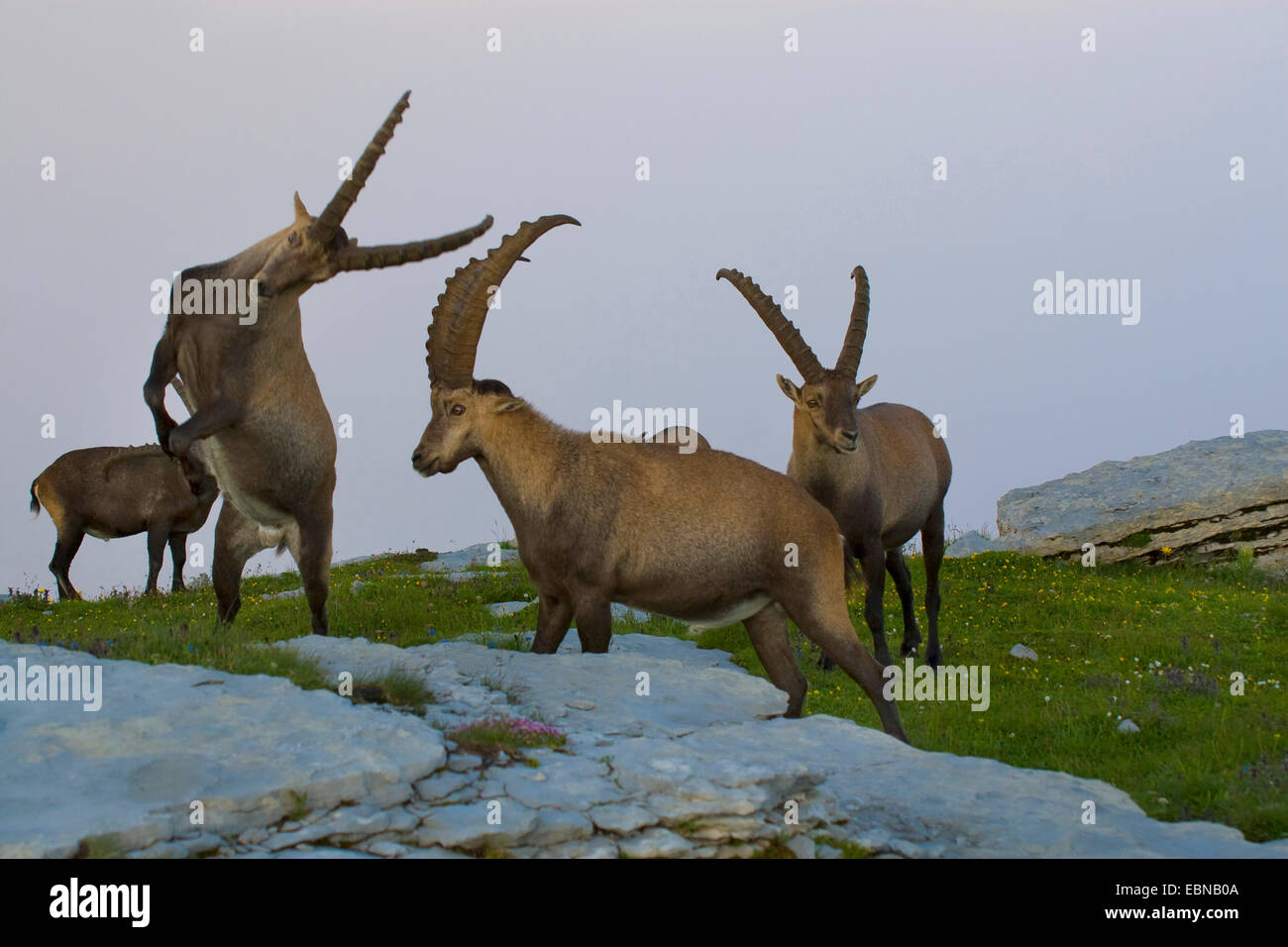 Alpensteinbock (Capra Ibex, Capra Ibex Ibex), zwei Tiere auf einer Wiese zwischen Felsen, Toggenburg, Chaeserrugg, Sankt Gallen, Schweiz Stockfoto