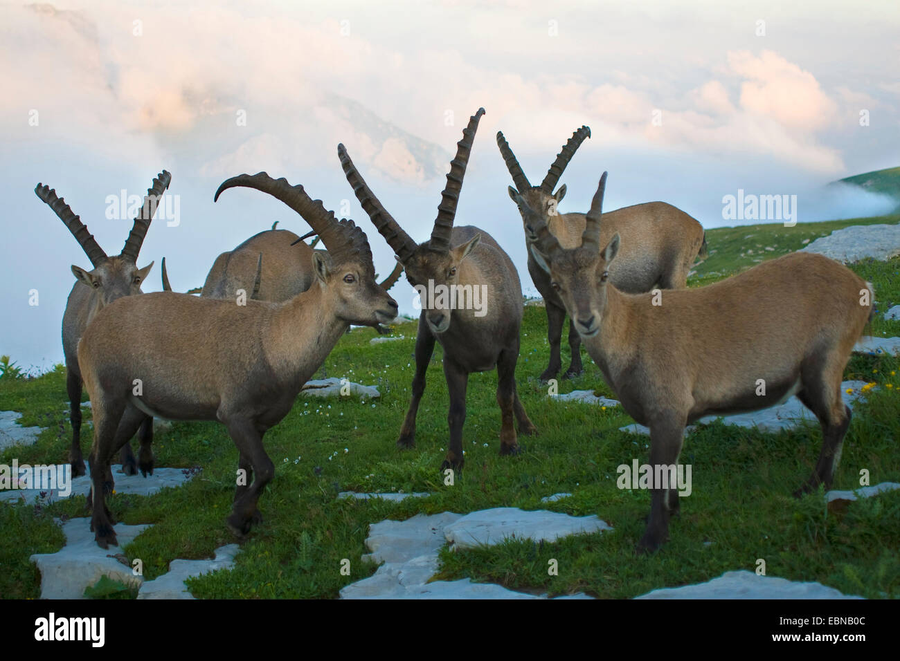 Alpensteinbock (Capra Ibex, Capra Ibex Ibex), zwei Tiere auf einer Wiese zwischen Felsen, Toggenburg, Chaeserrugg, Sankt Gallen, Schweiz Stockfoto