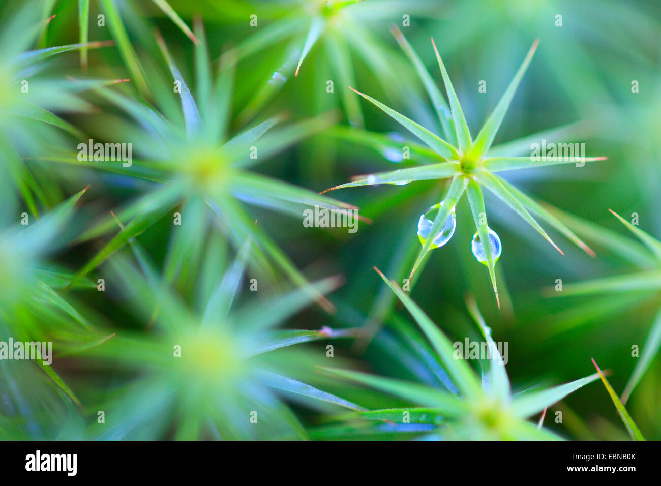 Sterne-Moos, Haircap Moss, Haar Moos (Polytrichum Formosum, Polytrichum Attenuatum), sprießen mit Wasser Tropfen, Großbritannien, Schottland, Cairngorm National Park Stockfoto