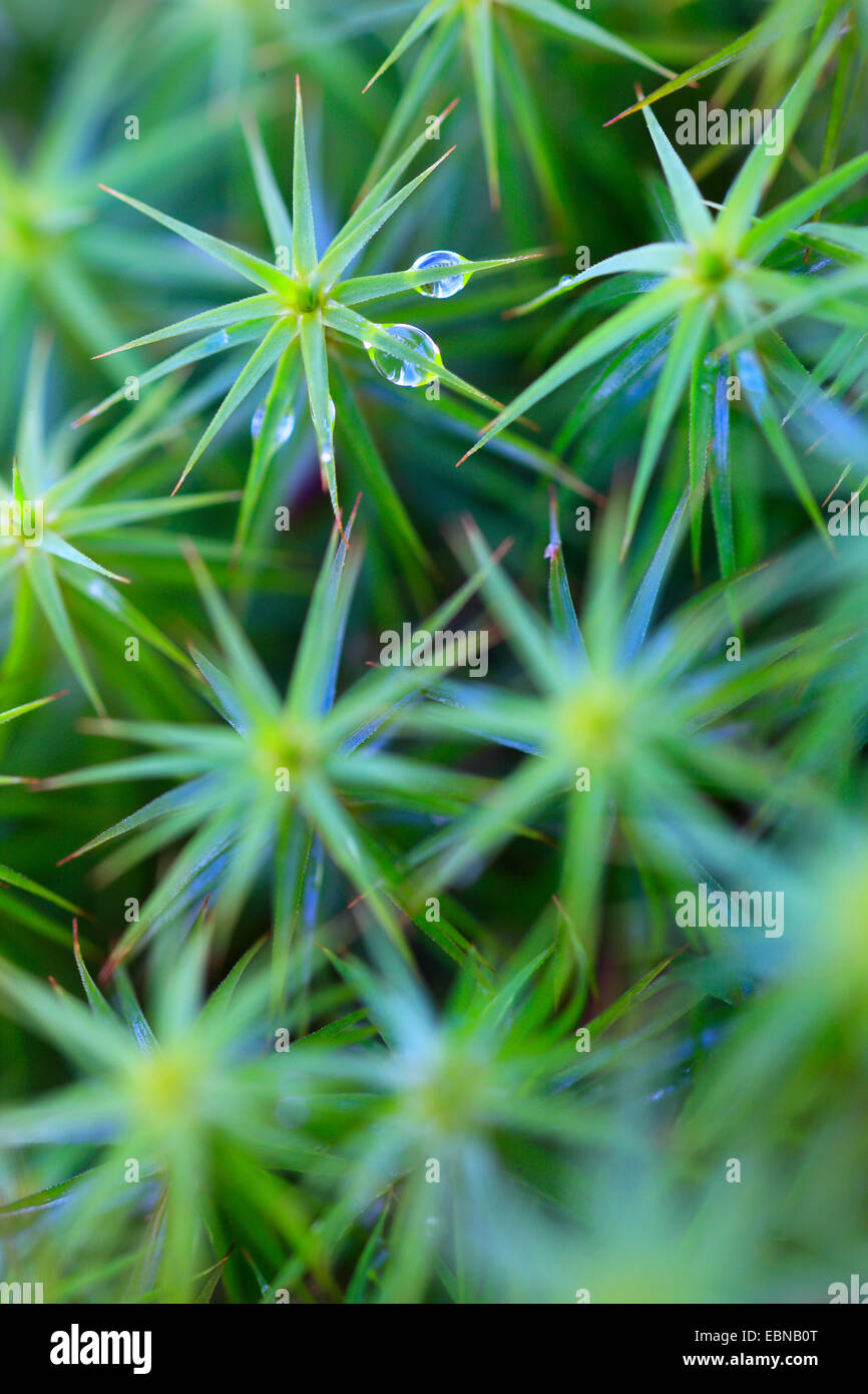 Sterne-Moos, Haircap Moss, Haar Moos (Polytrichum Formosum, Polytrichum Attenuatum), sprießen mit Wasser Tropfen, Großbritannien, Schottland, Cairngorm National Park Stockfoto