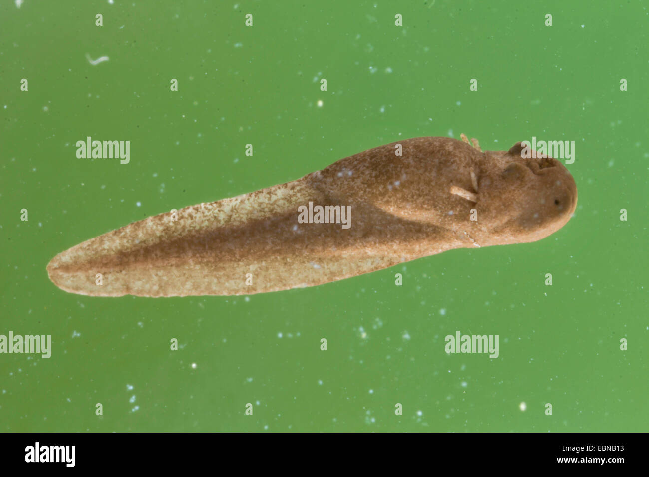 Moor-Frosch (Rana Arvalis), Kaulquappe mit äußeren Kiemen Stockfoto