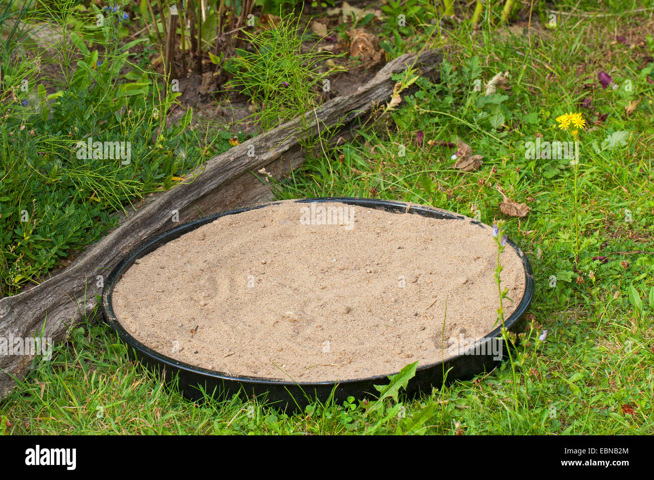 Sandbad für Spatzen im Garten, Deutschland Stockfoto