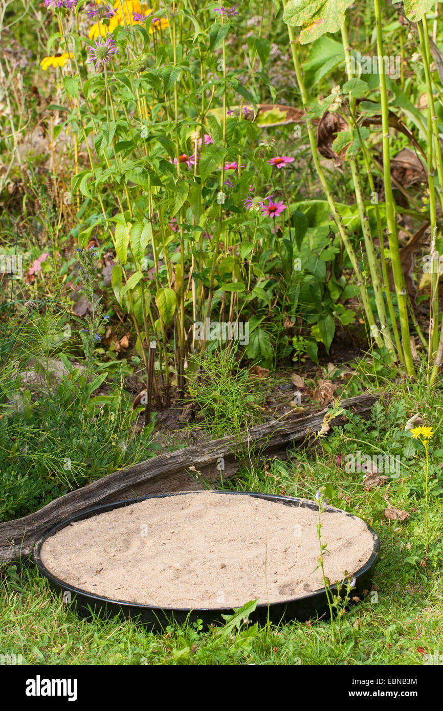 Sandbad für Spatzen im Garten, Deutschland Stockfoto