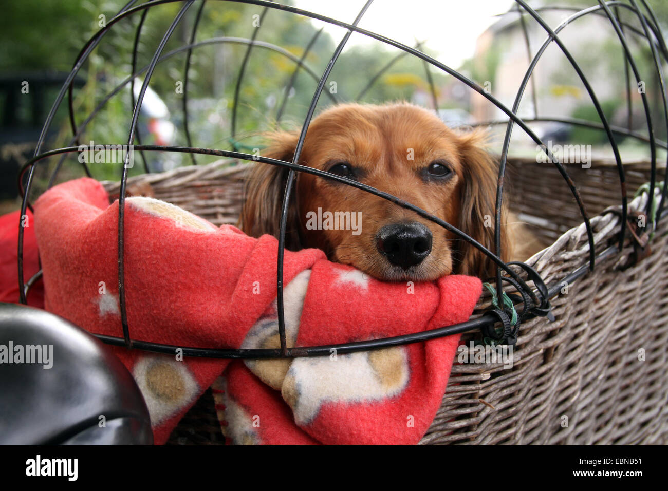 Langhaar Dackel Langhaar Dackel, Haushund (Canis Lupus F. Familiaris) in einem Fahrradkorb, Deutschland Stockfoto