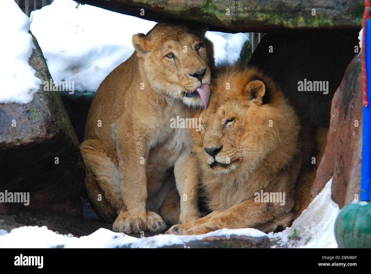 Löwe (Panthera Leo), soziale Fellpflege Stockfoto