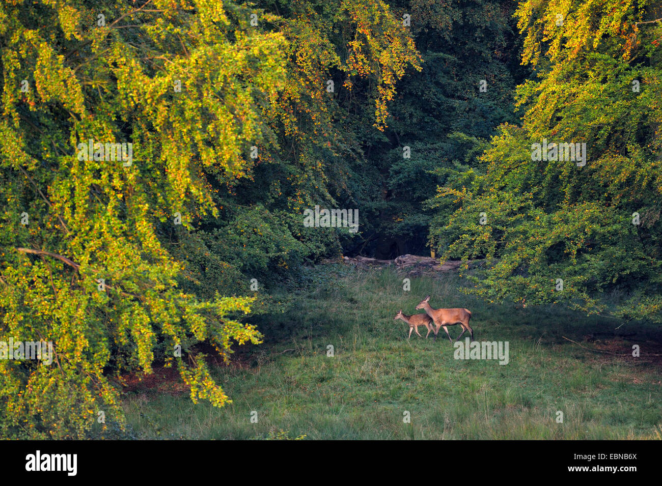 Rothirsch (Cervus Elaphus), verlässt Hirschkuh mit Kitz stehend auf einer Waldlichtung mit Herbst buchen im Morgenlicht, Dänemark Stockfoto