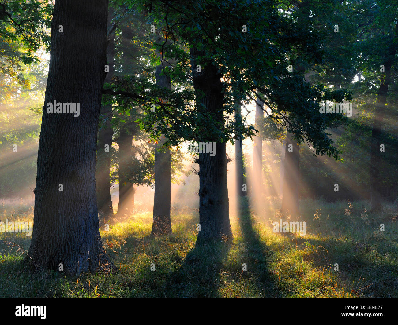 Stieleiche, pedunculate Eiche, Stieleiche (Quercus Robur), Sonnenstrahlen in ein Aok-Buchenwald im Morgennebel, Dänemark Stockfoto