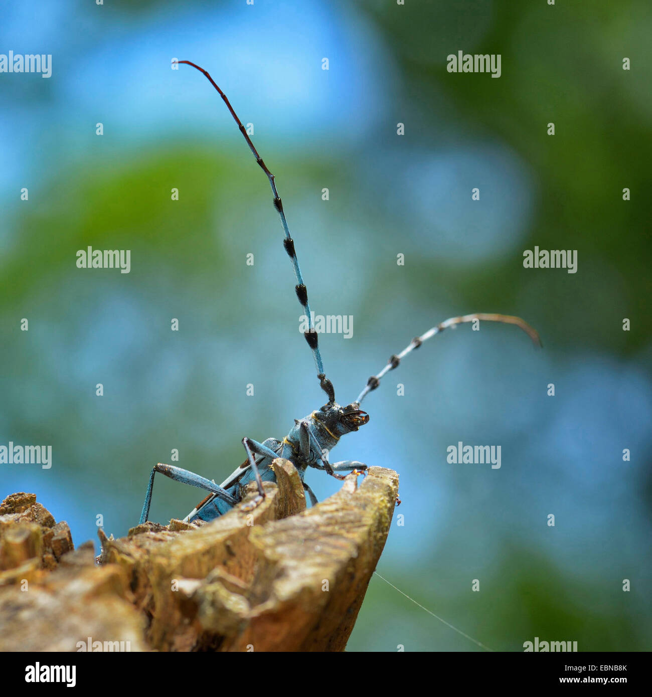 Rosalia Art (Rosalia Alpina), auf alten Buchenholz, Deutschland, Baden-Württemberg Stockfoto