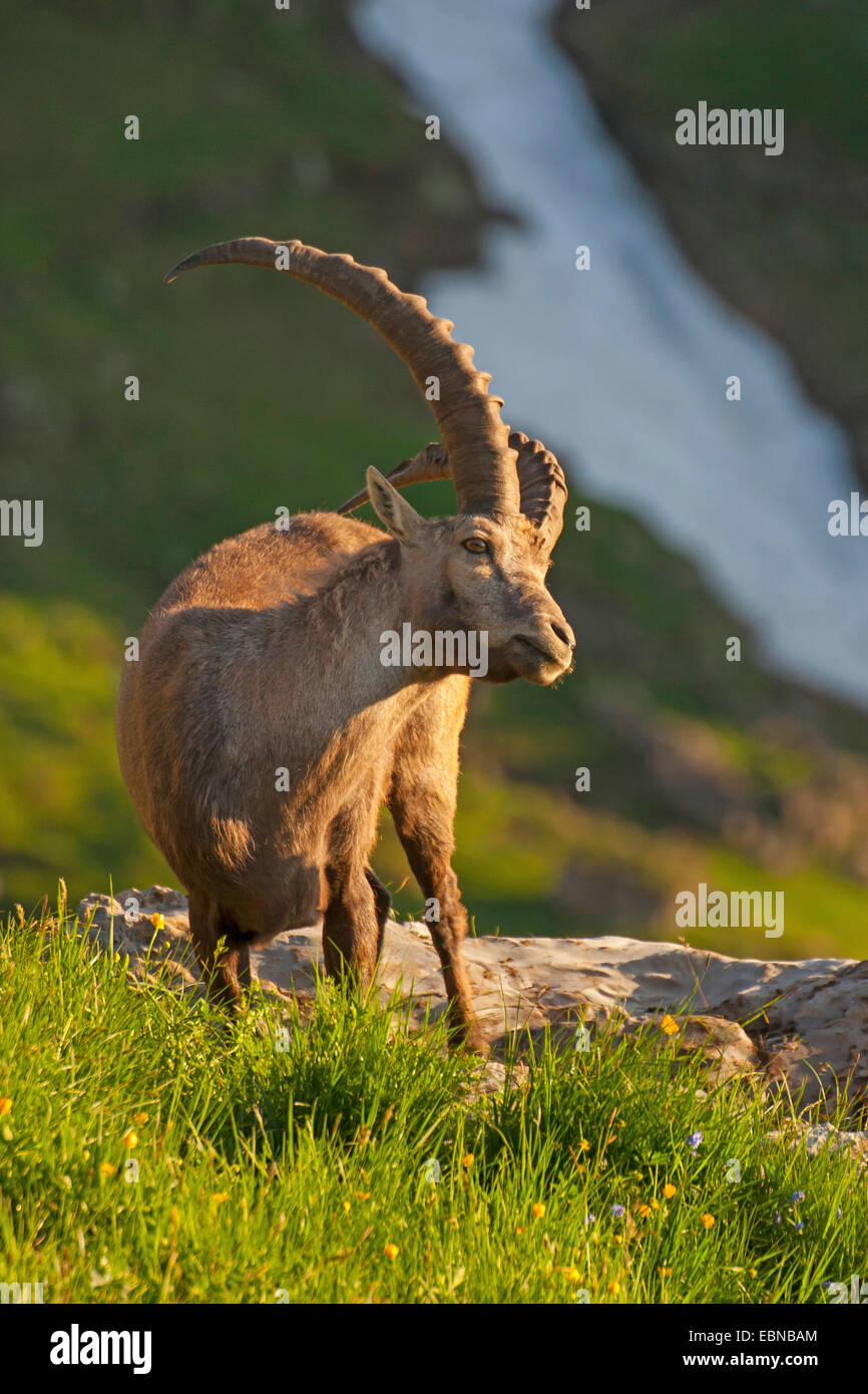 Alpensteinbock (Capra Ibex, Capra Ibex Ibex), stehend auf einem Berghang mit einem Kratzer mit seinen Hörnern, Schweiz, Toggenburg, Chaeserrugg Stockfoto