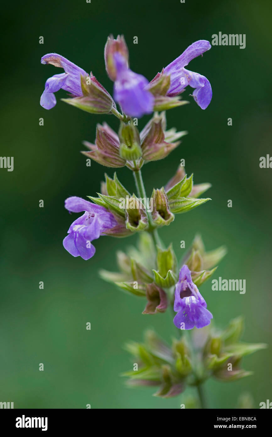 gemeinsamen Salbei, Küche Salbei (Salvia Officinalis), Blütenstand Stockfoto