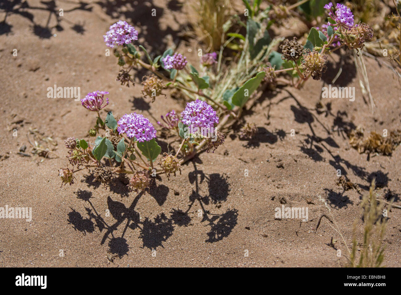 Lila Sand Eisenkraut (Abronia Umbellata), blühen, Phoenix, Arizona, USA und Salt River Stockfoto