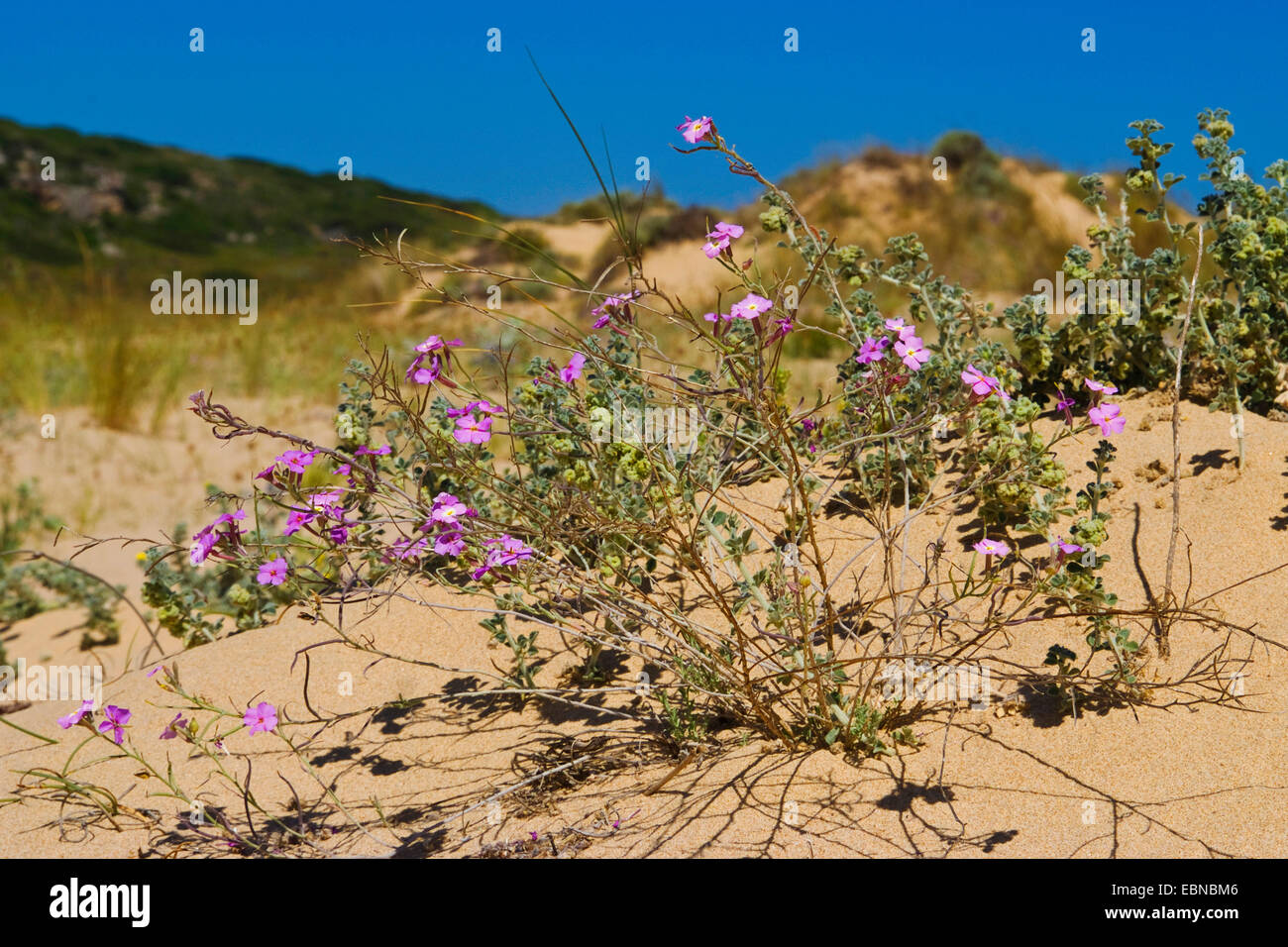 Sand-Lager (Malcolmia bei), blühen, Portugal Stockfoto