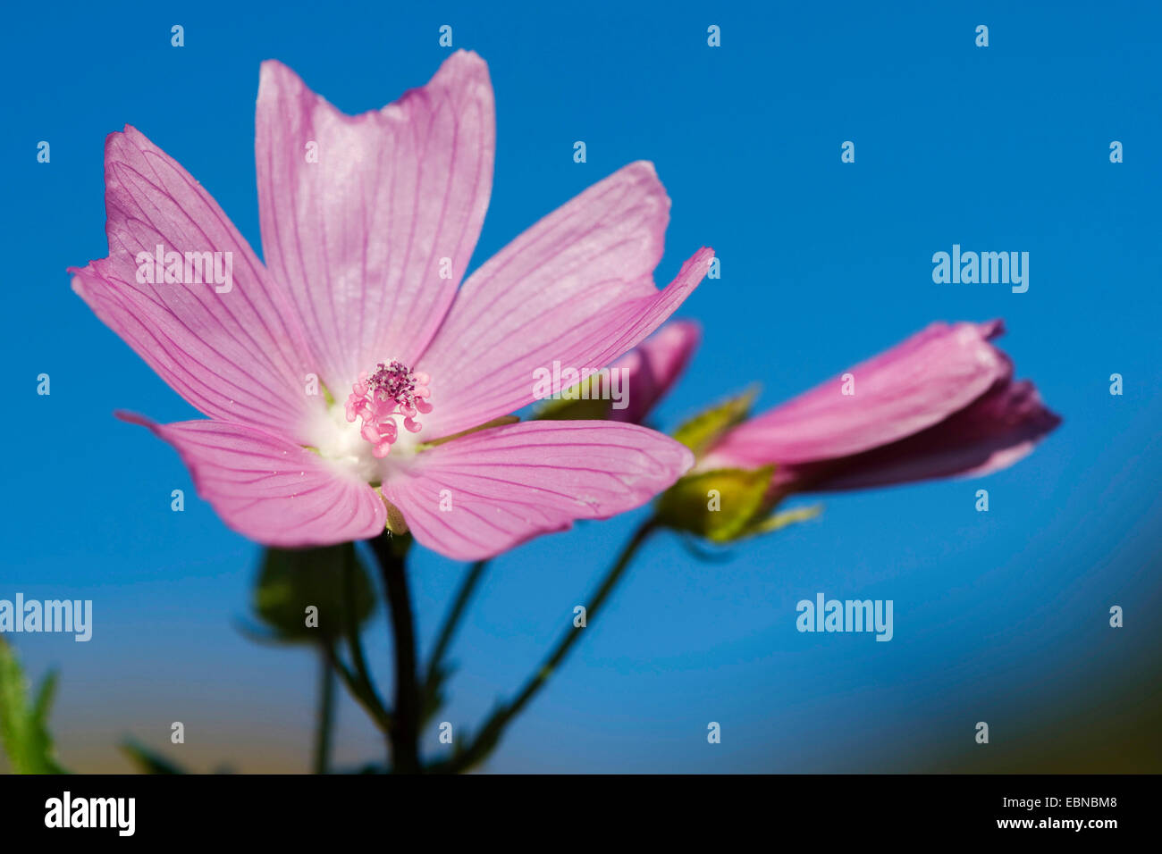 Moschusmalve, Moschus Cheeseweed (Malva Moschata), Blüte und Knospe gegen blauen Himmel, Deutschland Stockfoto Moschusmalve, Moschus Cheeseweed (Malva Moschata), Blüte und Knospe gegen blauen Himmel, Deutschland Stockfoto