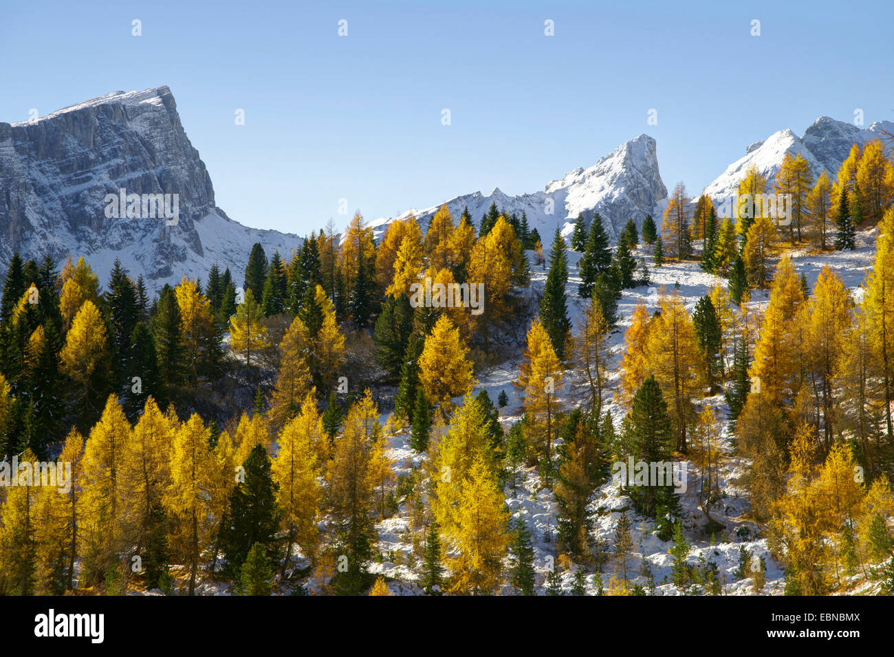 larch forest in autumn at Passo di Giau, the summit of Croda da Lago on the left , Italy, South Tyrol, Dolomiten Stockfoto