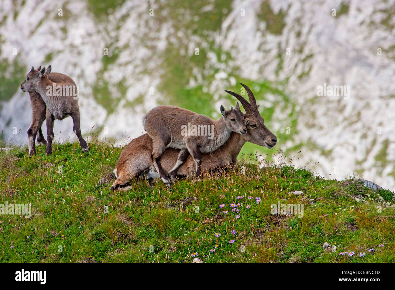 Alpensteinbock (Capra Ibex, Capra Ibex Ibex), weiblich mit zwei Jugendliche an einem Hang, Fawn gelehnt Mutter, Schweiz, Toggenburg, Chaeserrugg Stockfoto