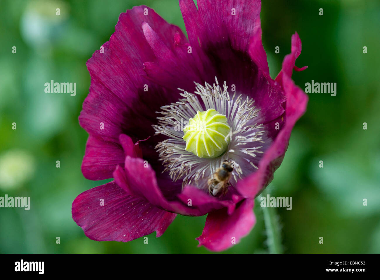 Schlafmohn (Papaver Somniferum), Blume Stockfoto