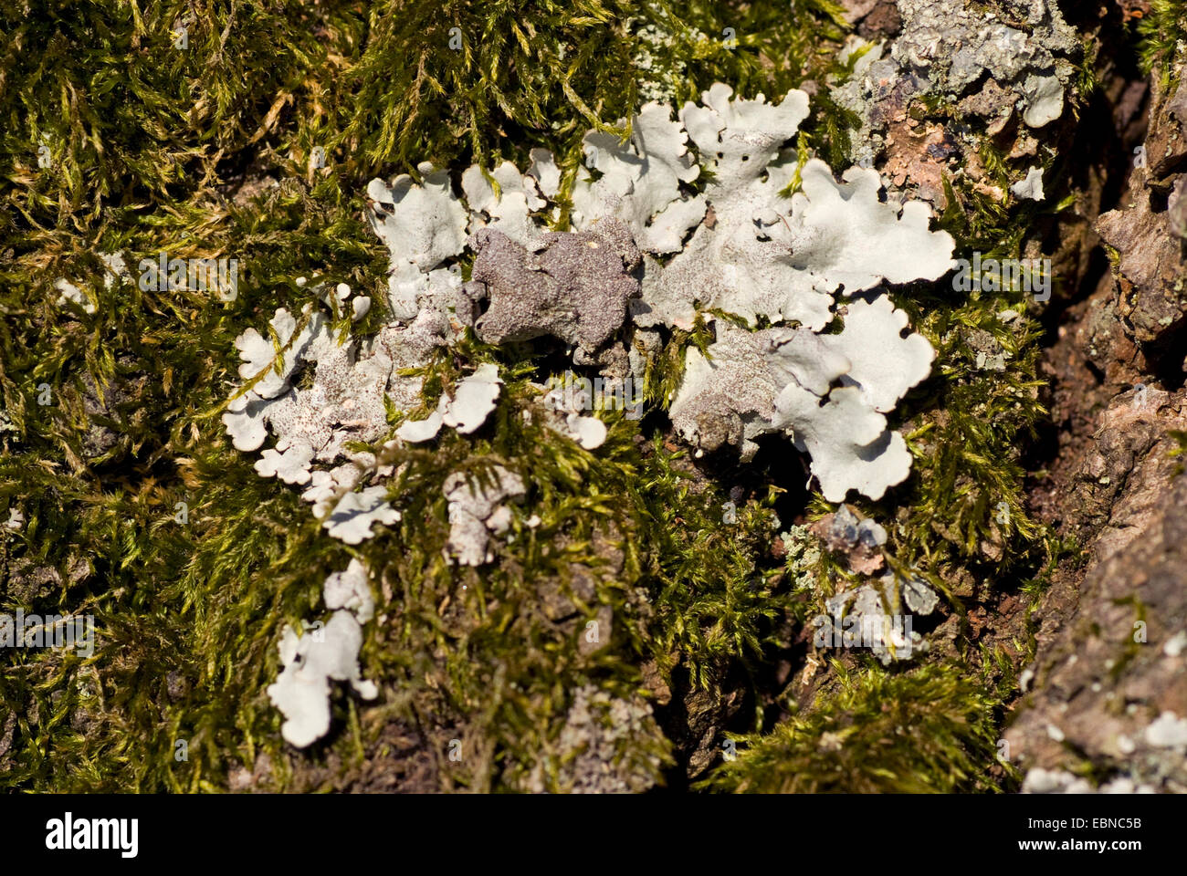 Flechten (Parmelina Tiliacea), auf Rinde, Deutschland Stockfoto