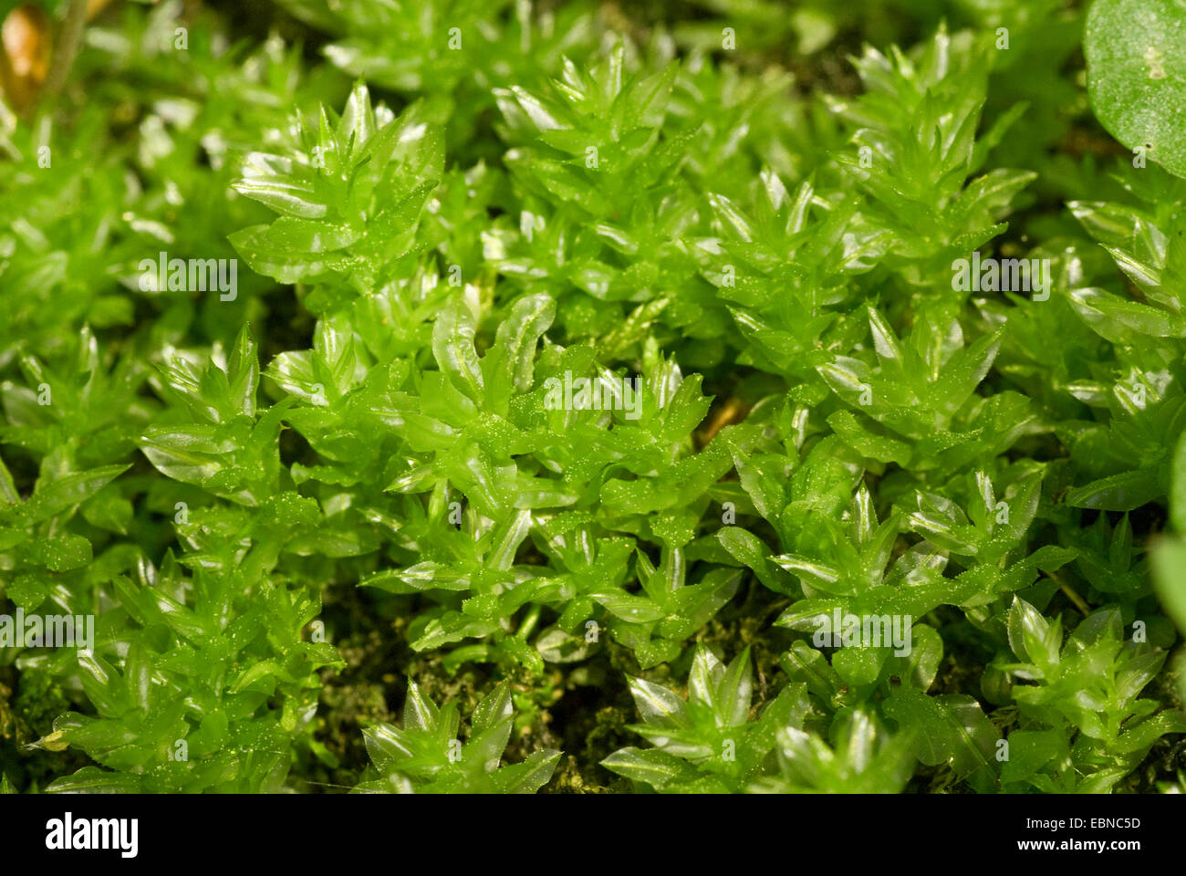 Hart's-Tongue Thymian Moos (Plagiomnium Undulatum, Mnium Undulatum), kleinen, Deutschland Stockfoto