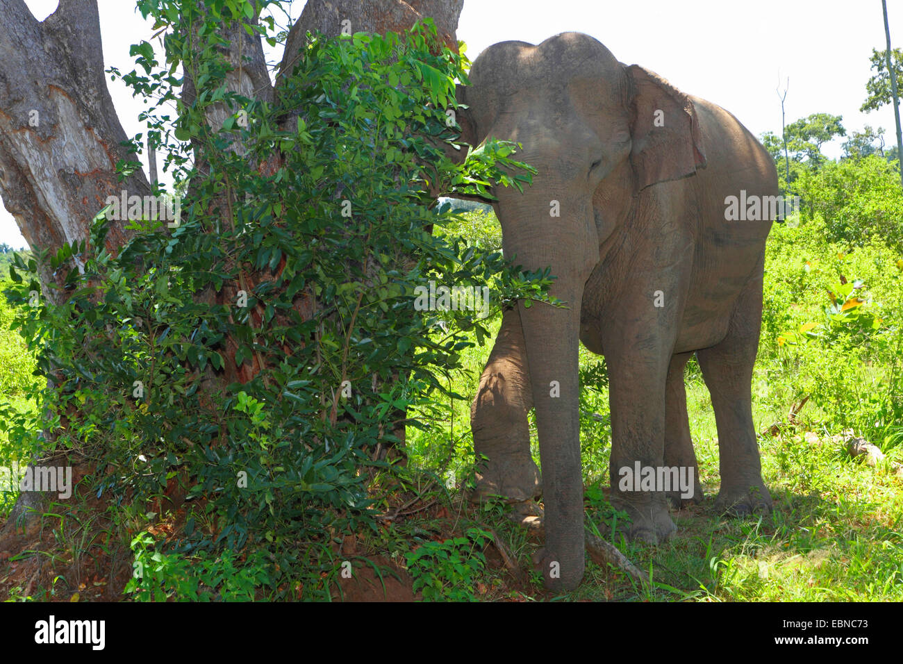 Sri Lanka Elefant, Asiatischer Elefant, Asiatischer Elefant (Elephas Maximus, Elephas Maximus Maximus), kratzt am Baum Stamm, Sri Lanka, Udawalawe National Park Stockfoto