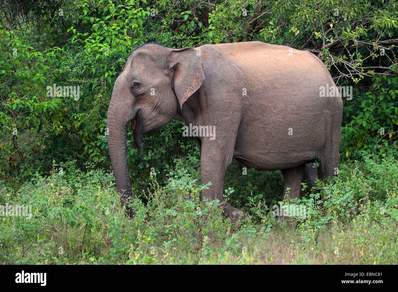 Sri Lanka Elefant, Asiatischer Elefant, Asiatischer Elefant (Elephas Maximus, Elephas Maximus Maximus), auf den Feed, Sri Lanka, Yala-Nationalpark Stockfoto