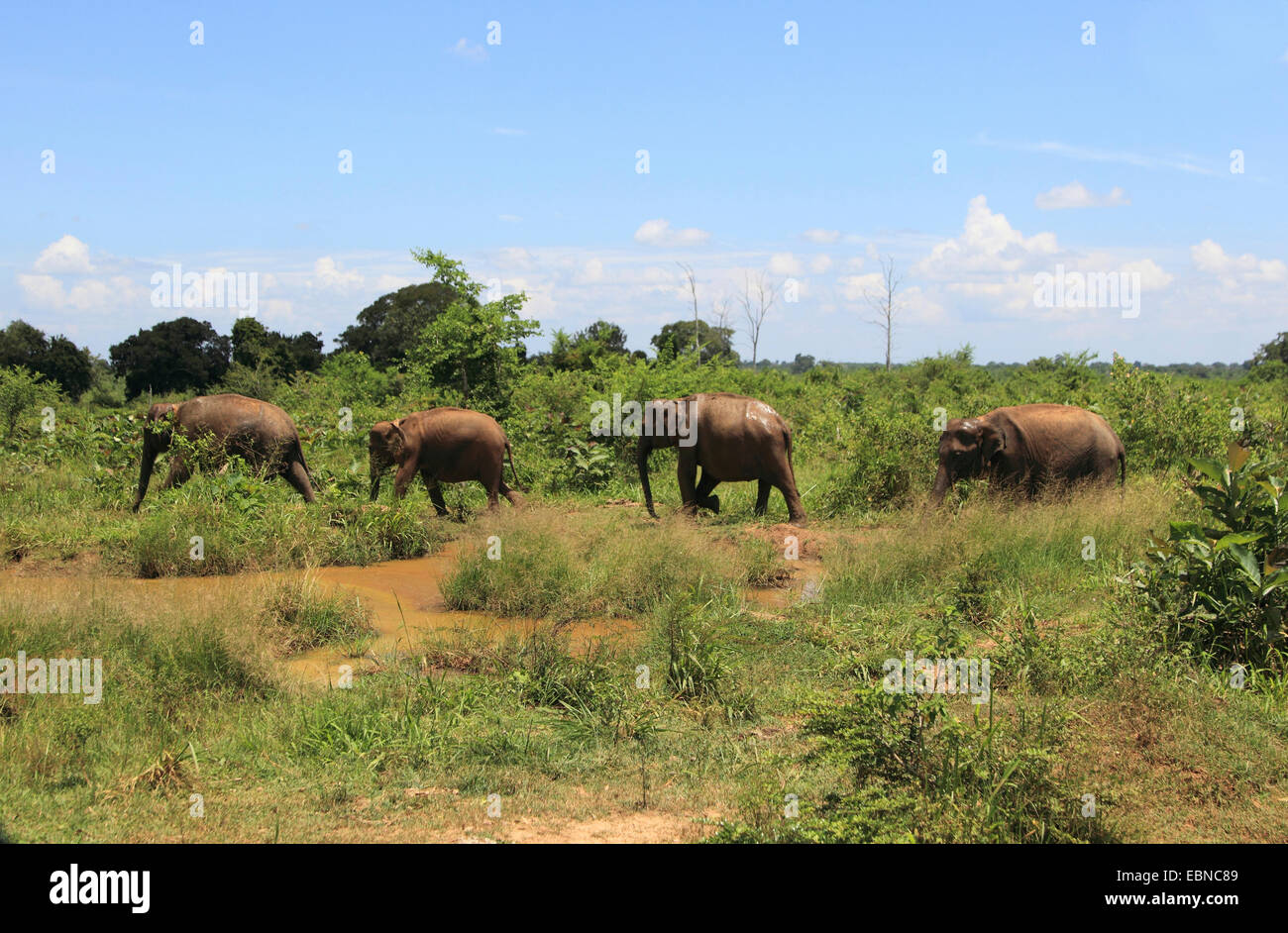 Sri Lanka Elefant, Asiatischer Elefant, Asiatischer Elefant (Elephas Maximus, Elephas Maximus Maximus), zu Fuß nach dem anderen in den Udawalawe Nationalpark, Sri Lanka, Udawalawe National Park Stockfoto