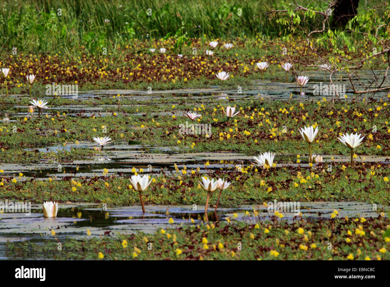 Seerose, Lily Pond (Nymphaea spec.), See mit Seerosen, Sri Lanka Stockfoto
