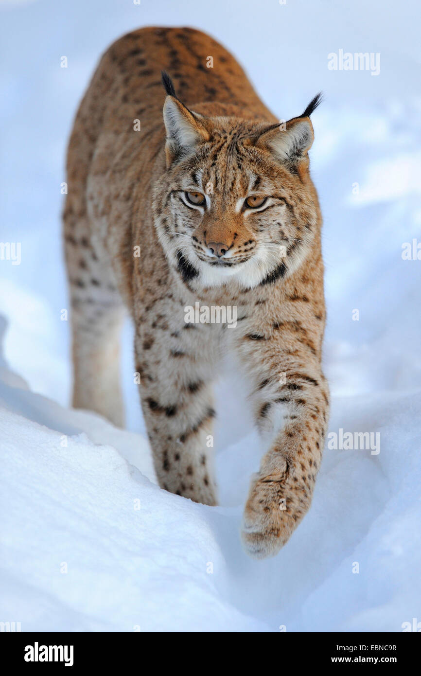 Eurasischer Luchs (Lynx Lynx), Erwachsene im Tiefschnee, Deutschland, Bayern, Nationalpark Bayerischer Wald Stockfoto