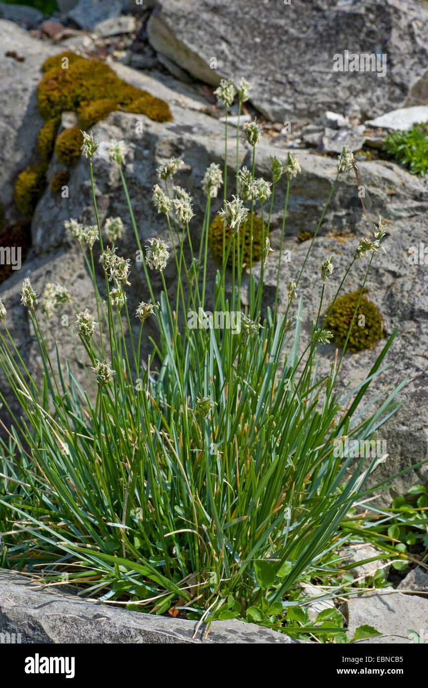 Moor Grass (Sesleria Albicans), blühen, Deutschland Stockfoto