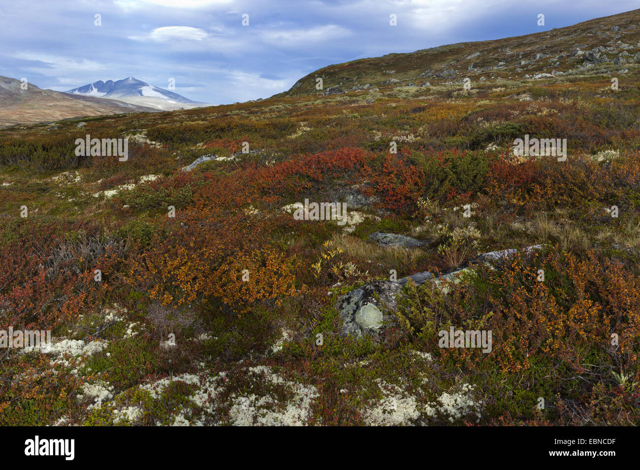 Tundra-Landschaft auf dem Dovrefjell-Sunndalsfjella-Nationalpark, Norwegen Dovrefjell-Sunndalsfjella-Nationalpark, Oppdahl Stockfoto