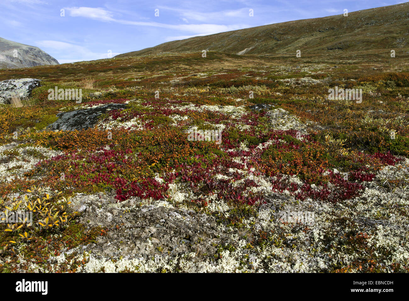 Tundra-Landschaft auf dem Dovrefjell-Sunndalsfjella-Nationalpark, Norwegen Dovrefjell-Sunndalsfjella-Nationalpark, Oppdahl Stockfoto