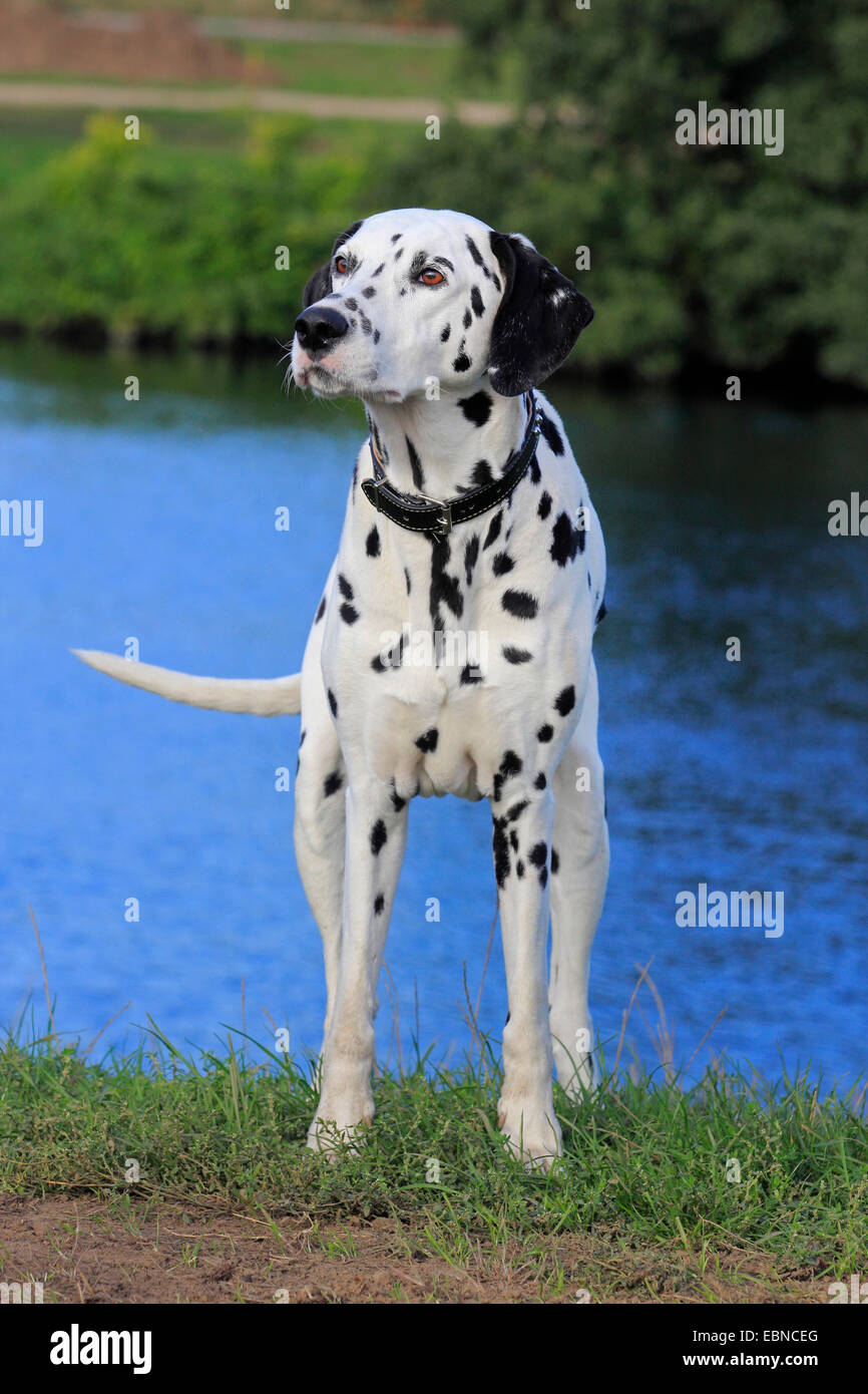 Dalmatiner (Canis Lupus F. Familiaris), Dalmatiner am Ufer