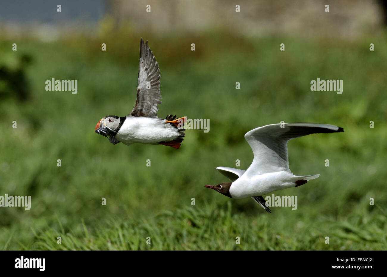 Papageitaucher, gemeinsame Papageientaucher (Fratercula Arctica), von Lachmöwe angegriffen, Larus Ridibundus, Farne Islands, Northumberland, England, Vereinigtes Königreich Stockfoto