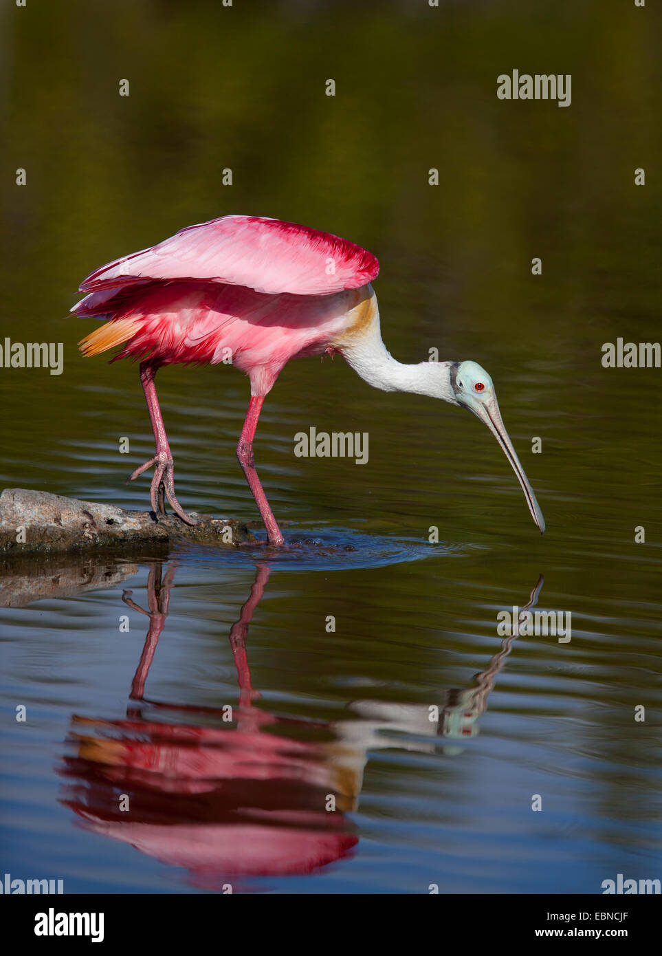 ROSIGE Löffler (Platalea Ajaja) Everglades National Park, Florida, USA. Stockfoto