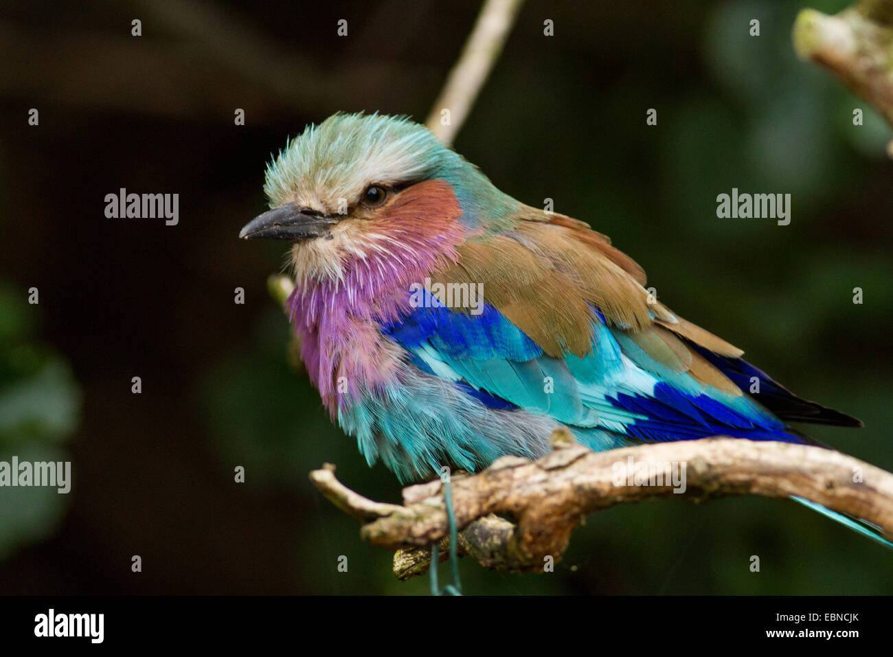 Ein Lilac Breasted Roller Vogel auf einem Ast. Coracias caudatus Stockfoto